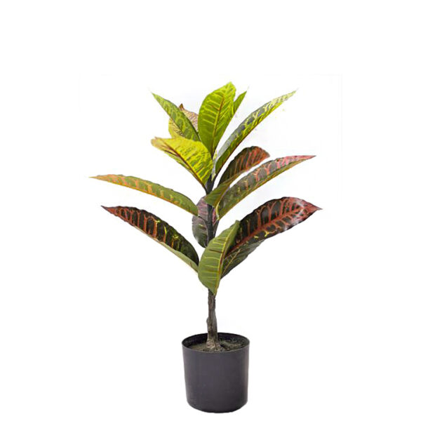 Φυτό Κρότωνας