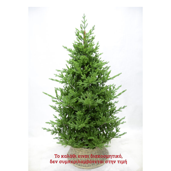 New Mountain tree 210cm