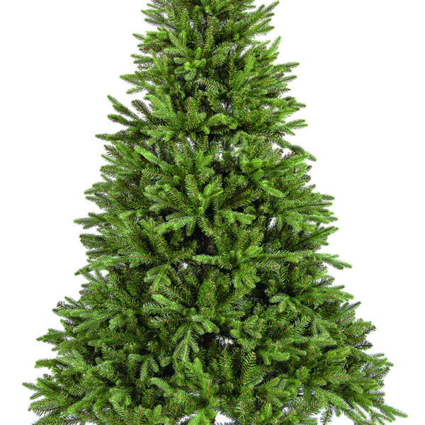 PRUNNUS 2,40m