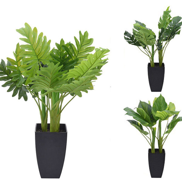 Φυτά εσωτ.χώρου με κασπώ σε 3 ανάμικτα σχ.